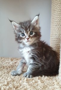 Cizar