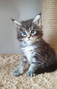 Cizar