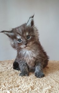 Cirilla