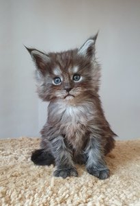 Cirilla