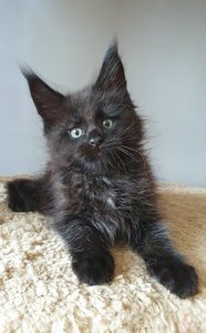 Hugo