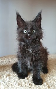 Hugo
