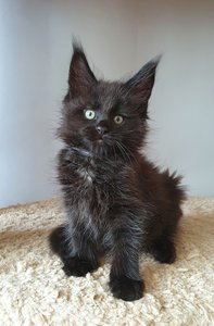 Hugo