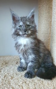 Cirilla