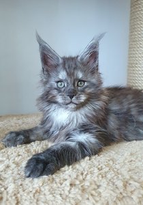 Cirilla