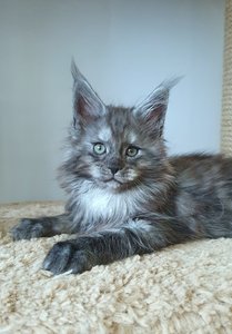 Cirilla