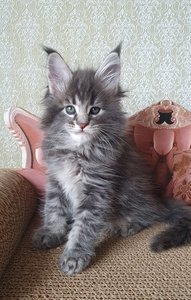 Эллис