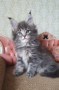 Эллис