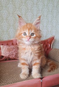 Шер