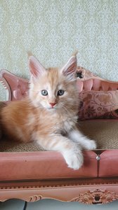 Эмин