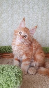 Шанель