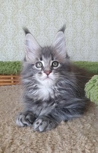 Эллис
