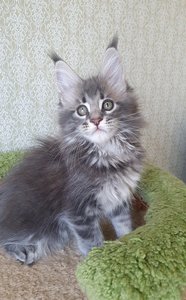 Эллис