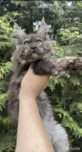 Феликс