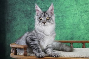 Wolfgang