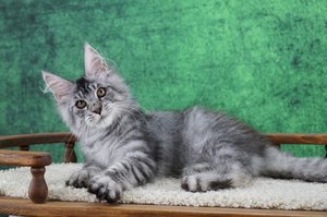 Wolfgang