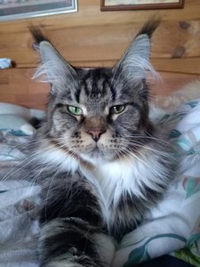 Vasilisa