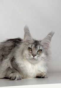 Bella