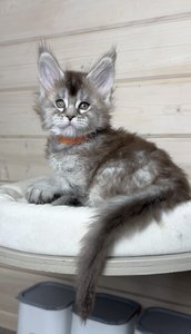 Ferdinand