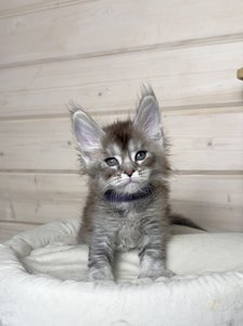 Felix