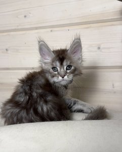 Felix