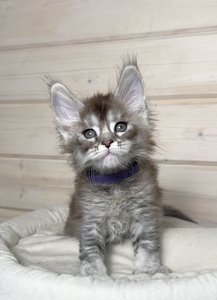 Felix