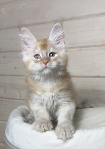 Duncan