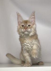 Duncan