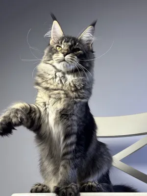 Котенок мейн-кун