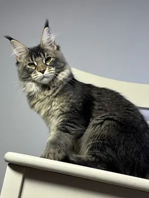 Котенок мейн-кун