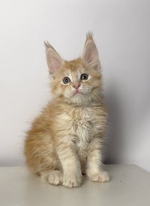 Hugo