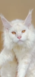 Лорд