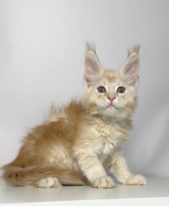 Hugo