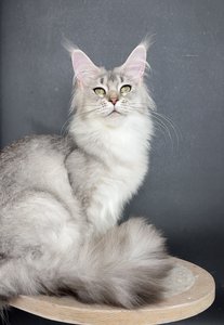 Barbi
