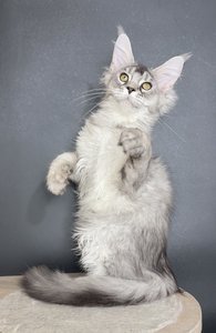 Fernando