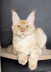 Duncan