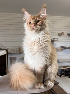 Billy