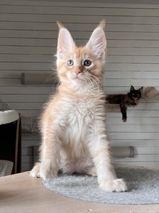Casper