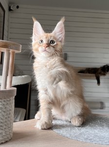 Casper