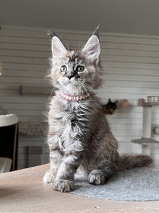 Cora