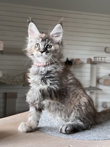 Cora