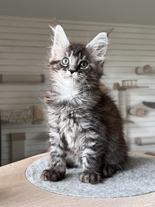 Cleopatra
