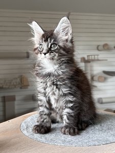 Cleopatra
